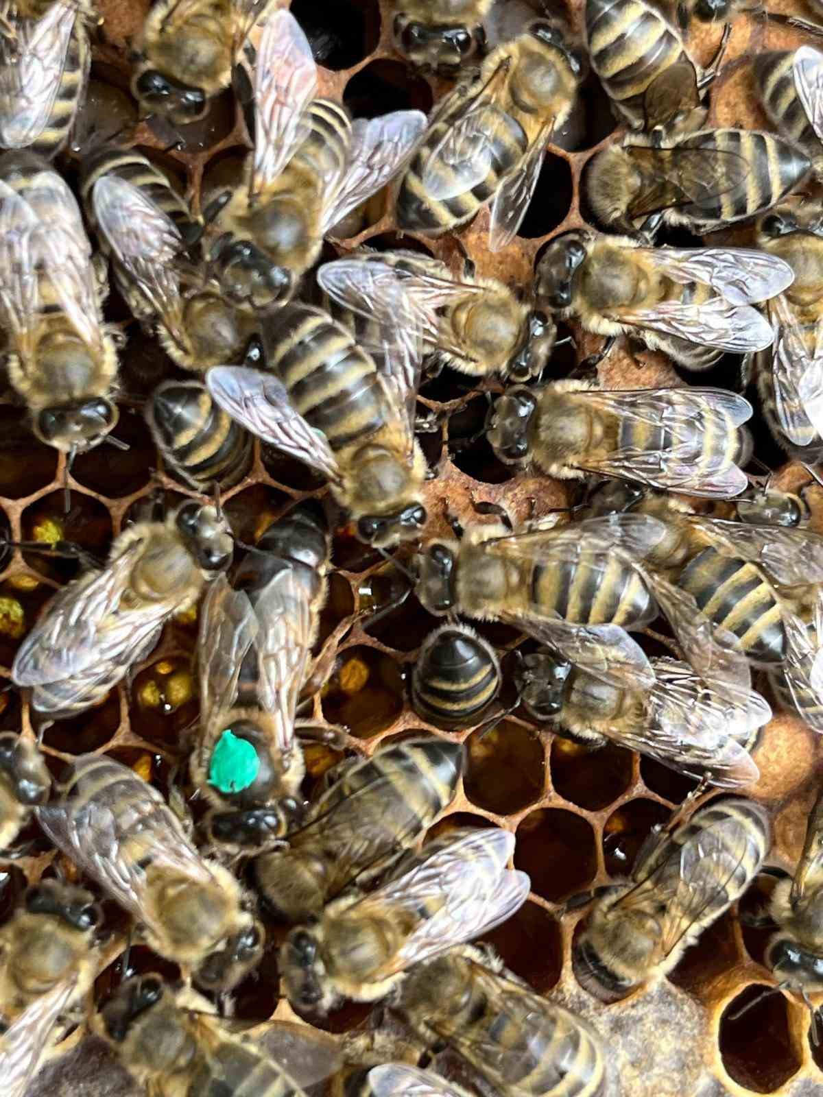 B&uuml;y&uuml;kşehir, tescilli bal &uuml;reticilerine 60 adet damızlık ana arı desteği verdi
