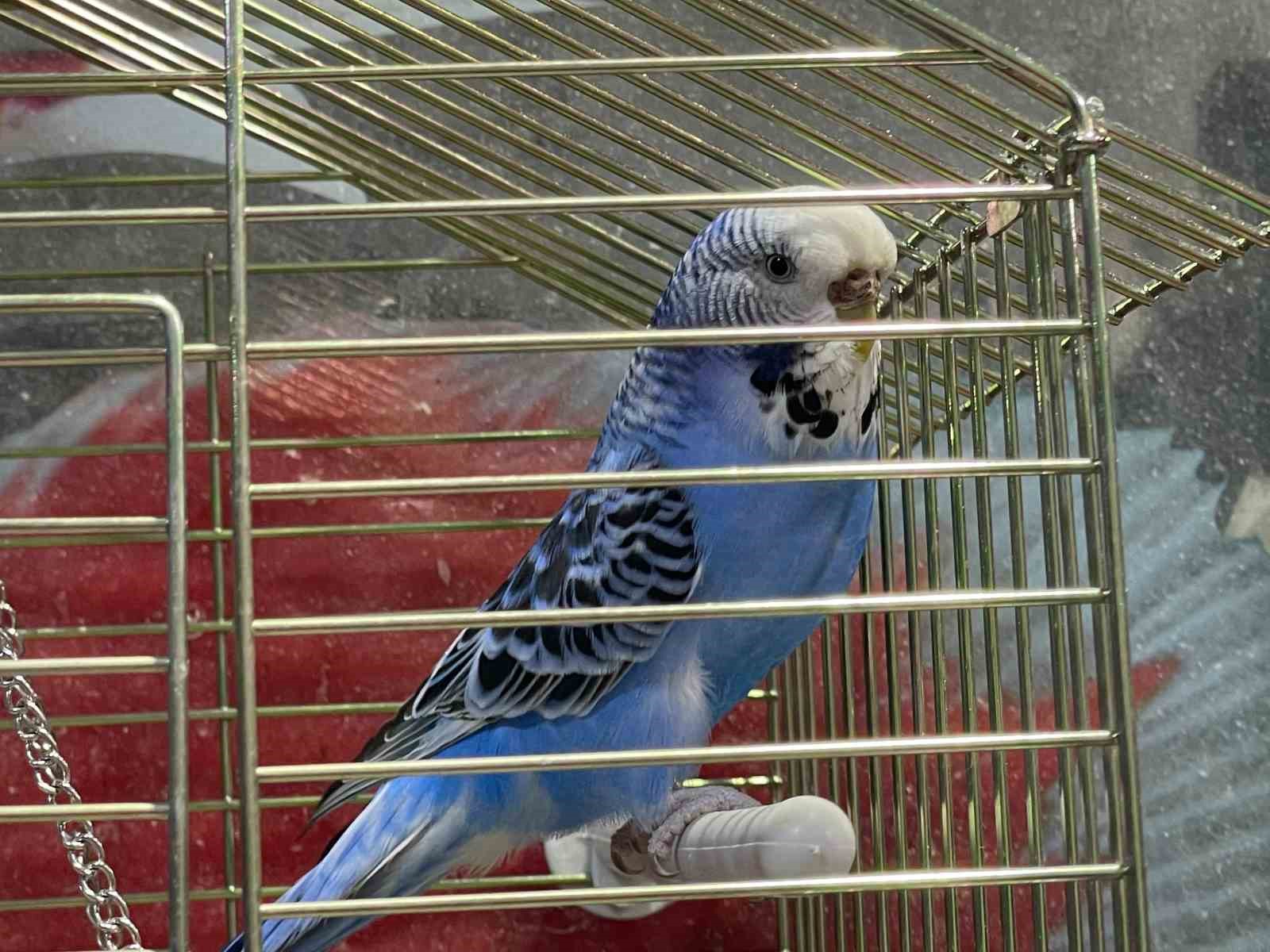 Elazığ’da muhabbet kuşlarına yoğun ilgi