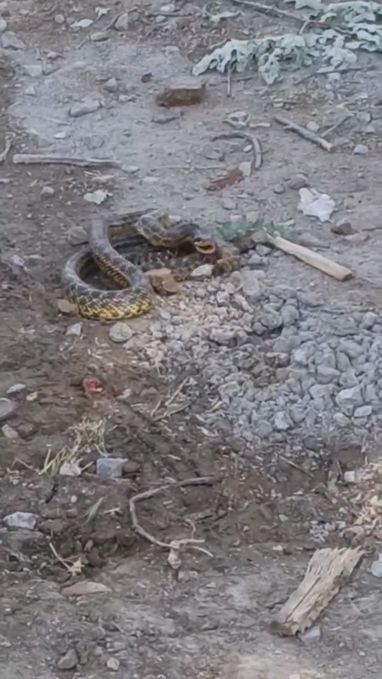 Bursa’da yılan paniği