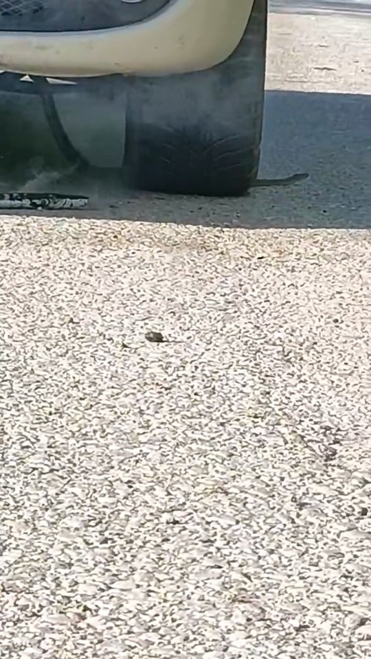 Bursa&rsquo;da yılan paniği
