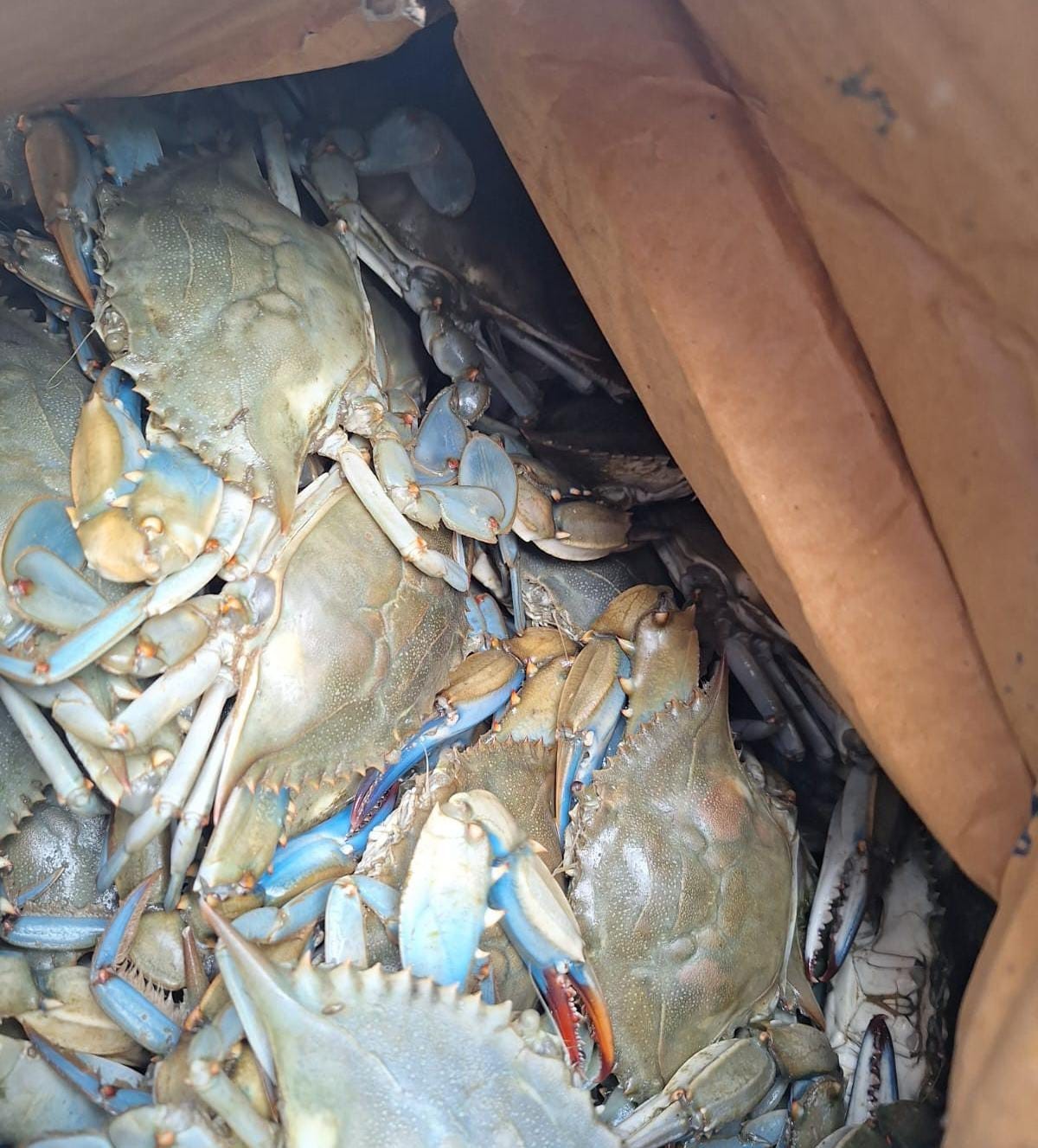 Antalya terminalinde 300 kilogram kerevit, 40 kilo &uuml;reme mevsiminde av yasağı bulunan mavi yenge&ccedil; ele ge&ccedil;irildi
