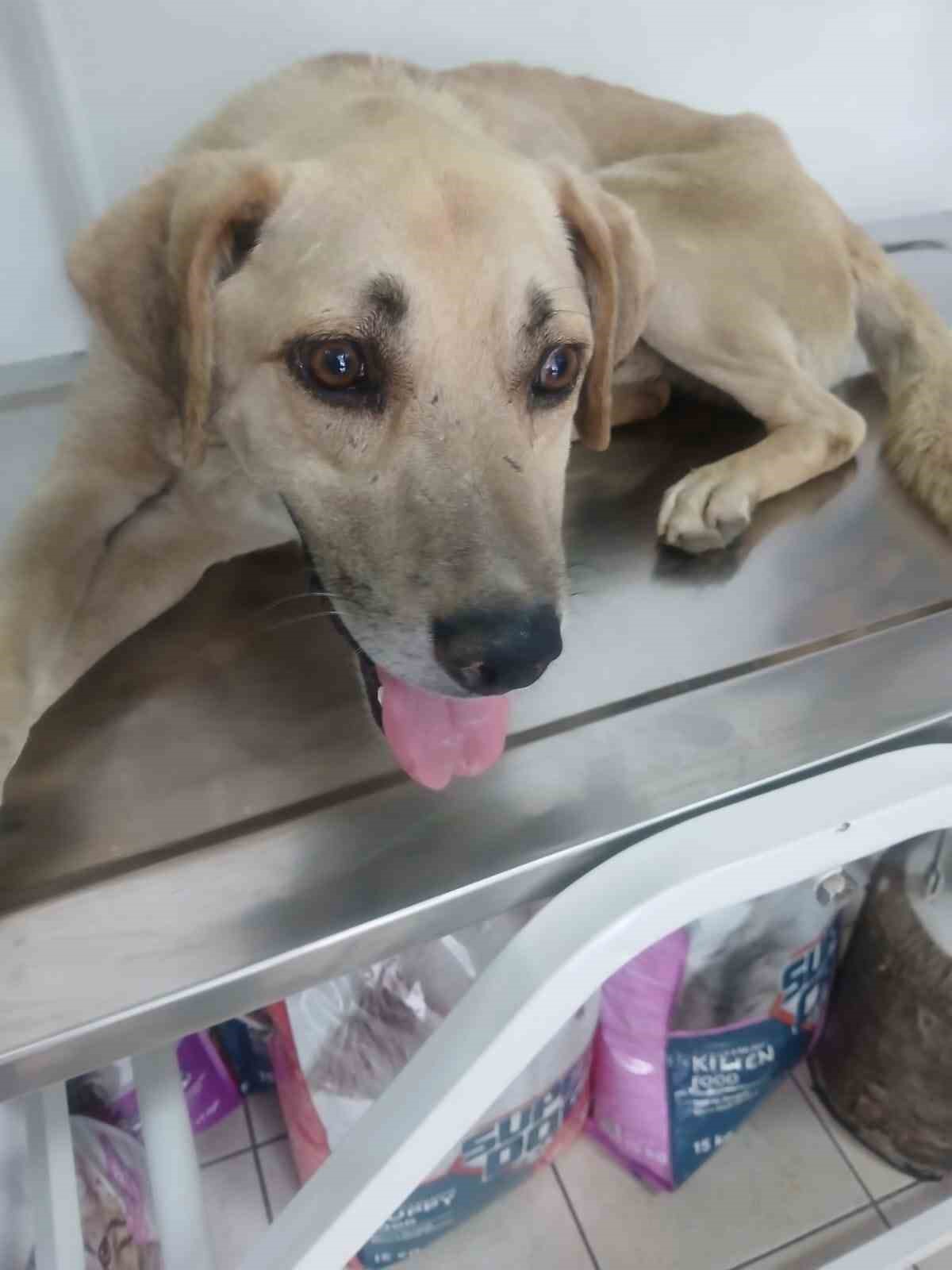 Hayvansever taksiciden &ouml;rnek davranış
