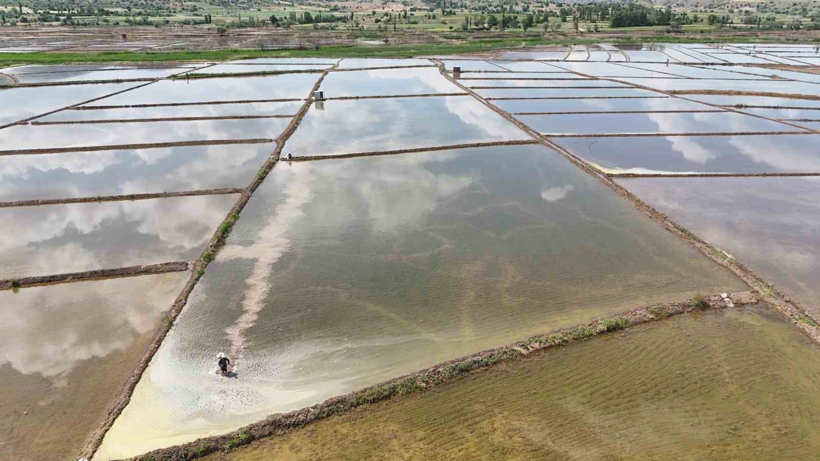 Kızılırmak Nehri’nin beslediği tarlalarda dron ile çeltik ekimi