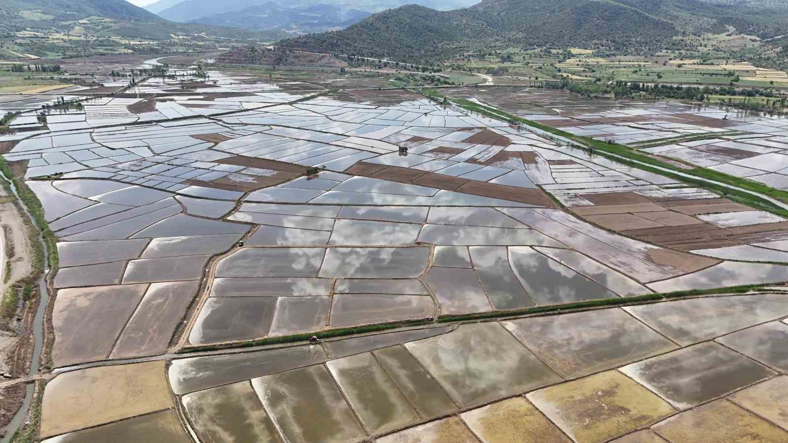 Kızılırmak Nehri&rsquo;nin beslediği tarlalarda dron ile &ccedil;eltik ekimi
