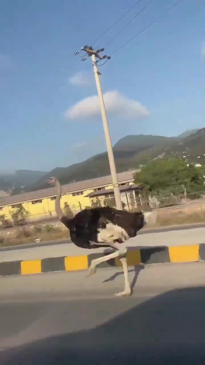 Deve kuşunu trafikte gören vatandaşın şaşkınlık yaşadığı anlar gülümsetti
