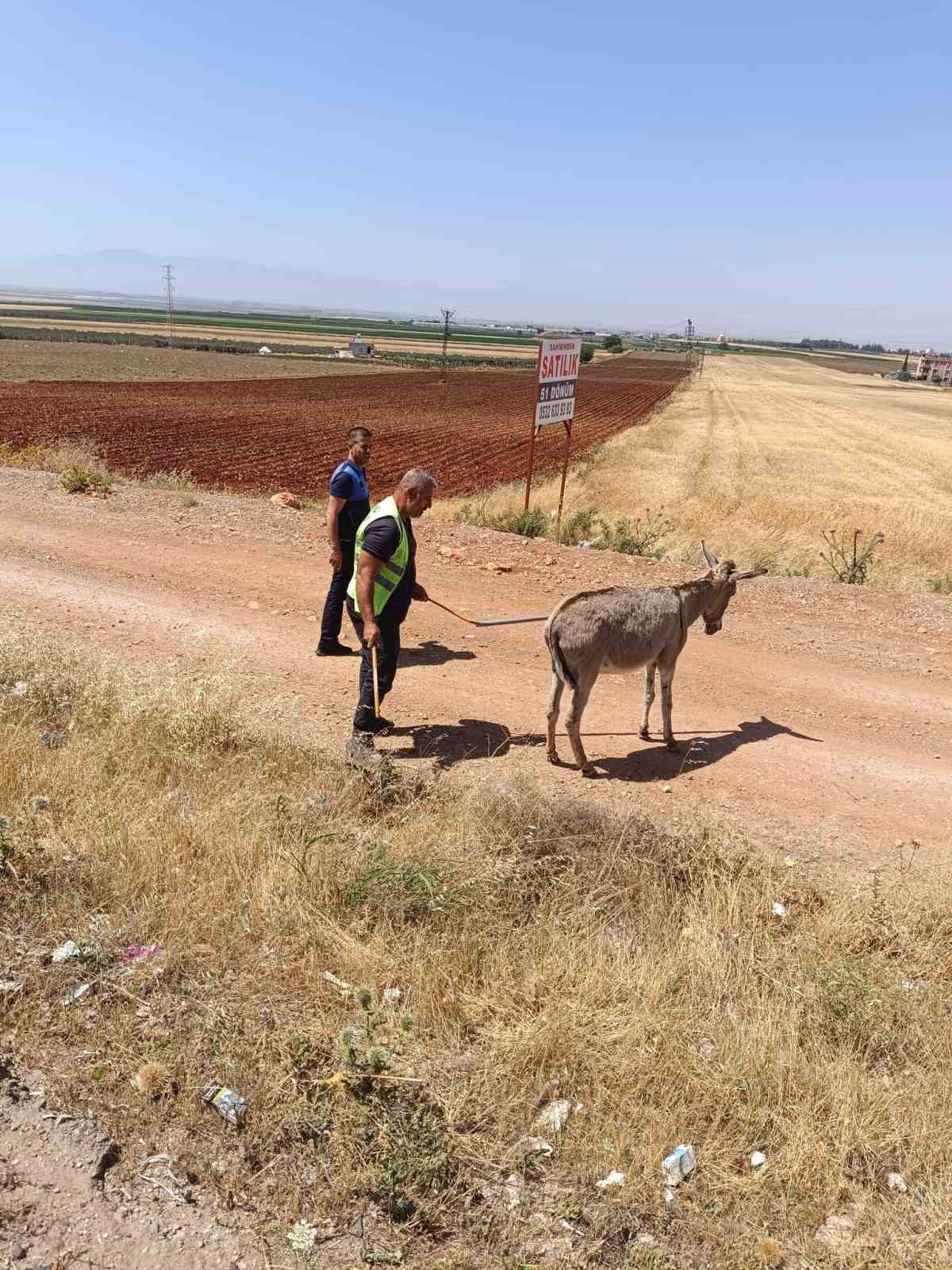 Ana yola &ccedil;ıkarak trafiği tehlikeye d&uuml;ş&uuml;ren eşek koruma altına alındı
