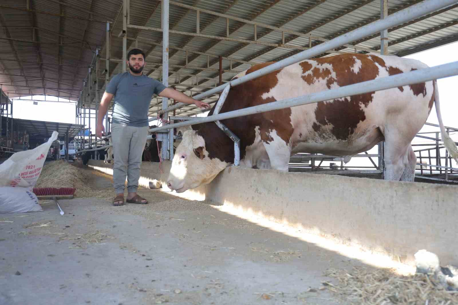 Fiyatı ve hırçınlığıyla ürküten bin 400 kiloluk devasa tosun servet değerindeki fiyatıyla alıcısını bekliyor