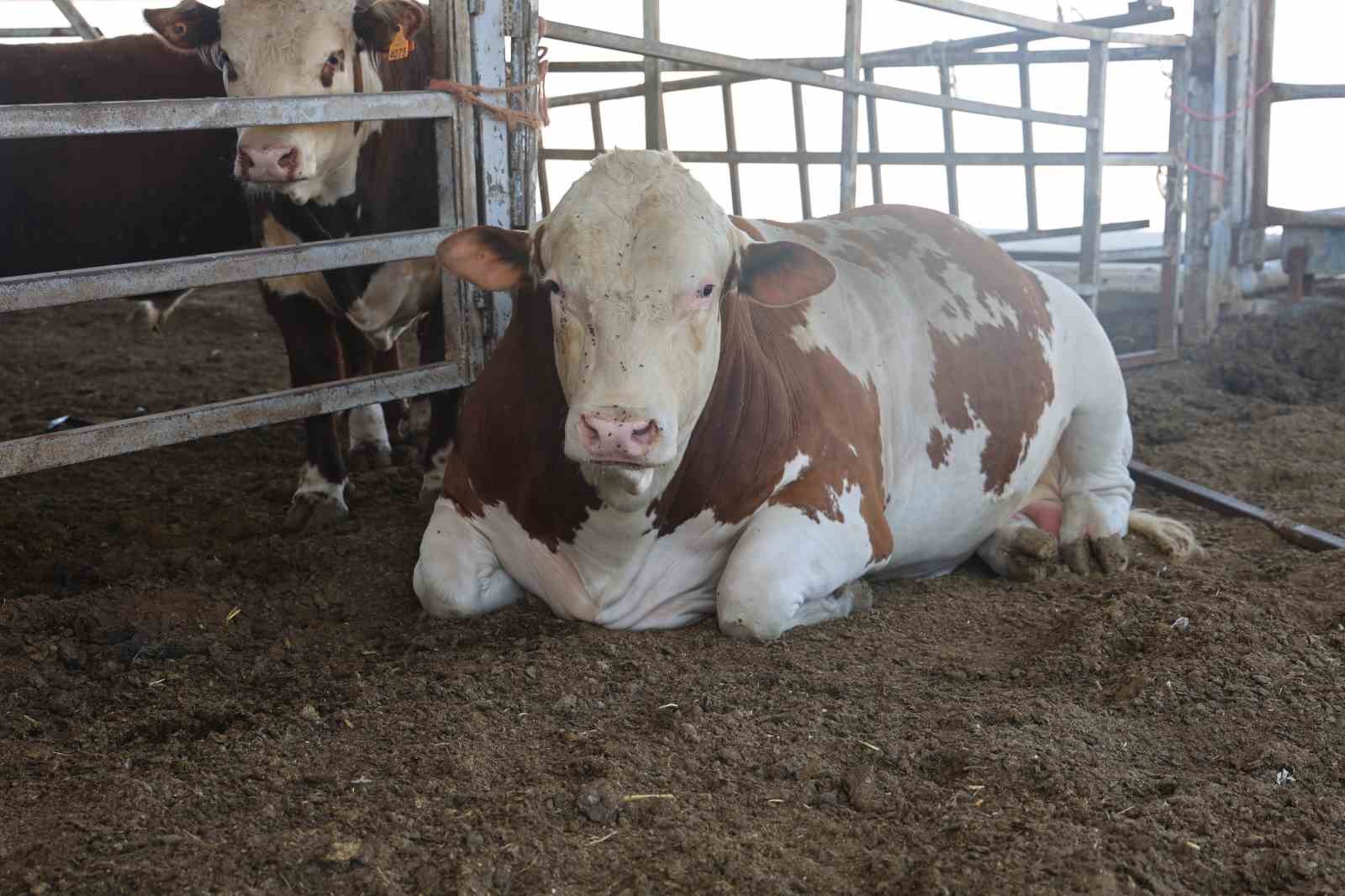 Fiyatı ve hır&ccedil;ınlığıyla &uuml;rk&uuml;ten bin 400 kiloluk devasa tosun servet değerindeki fiyatıyla alıcısını bekliyor
