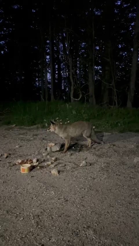 Uludağ&rsquo;da tilkileri besledi, o anları kayda aldı
