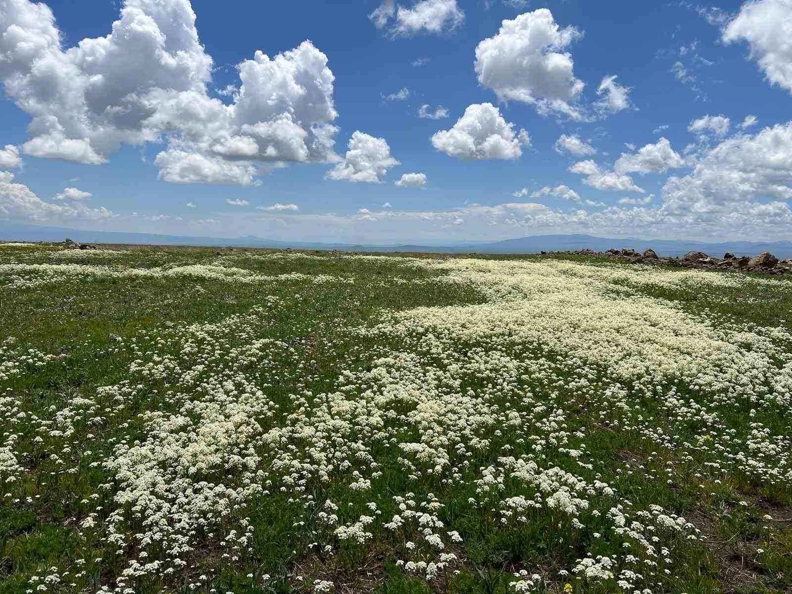 Arpaçay Ovası renk cümbüşüne büründü