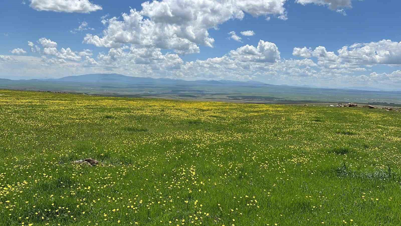 Arpa&ccedil;ay Ovası renk c&uuml;mb&uuml;ş&uuml;ne b&uuml;r&uuml;nd&uuml;
