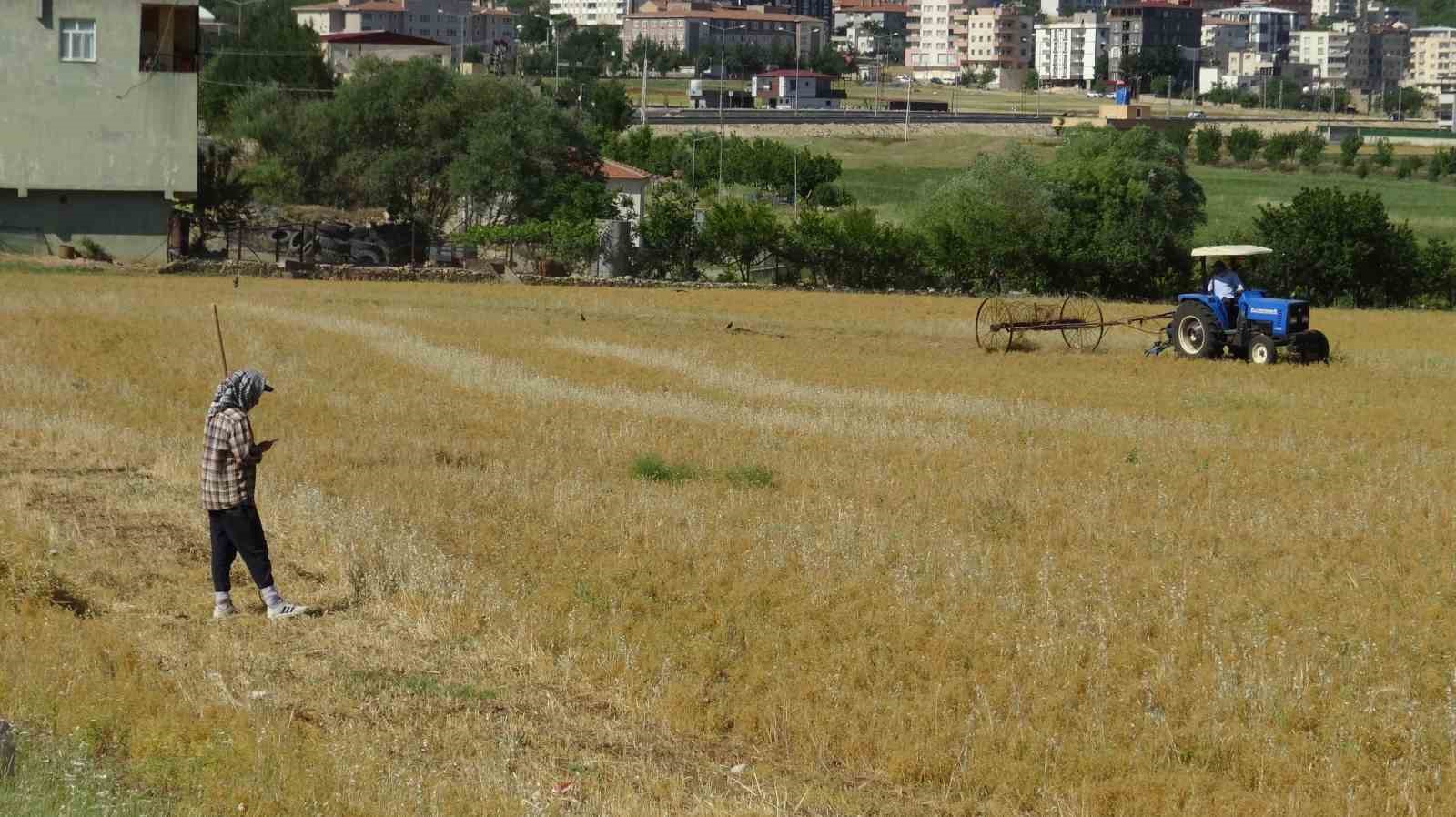 Batman’da mercimek hasadı