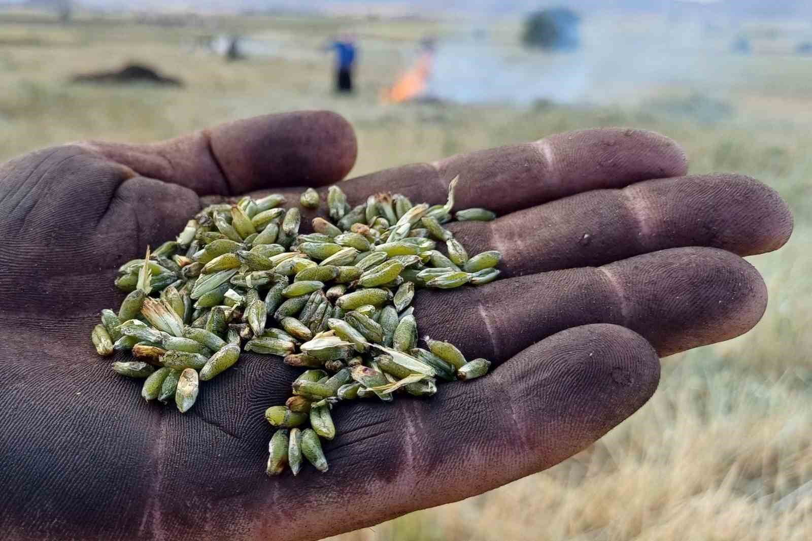 Araban Ovası&rsquo;nda firik sezonu başladı
