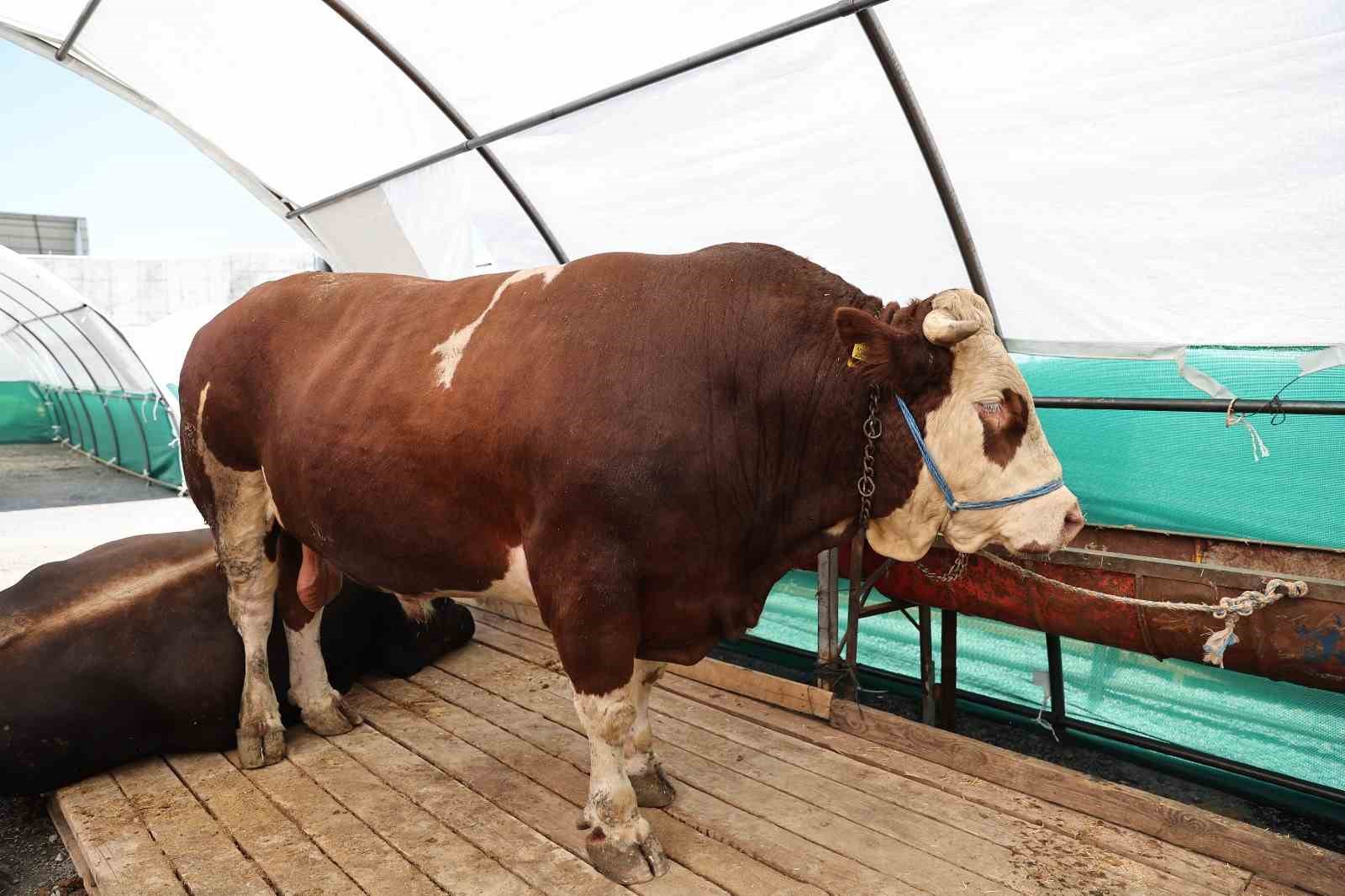 Bağcılar Belediyesi 20 bin metrekare alana kurban satış pazarı kurdu
