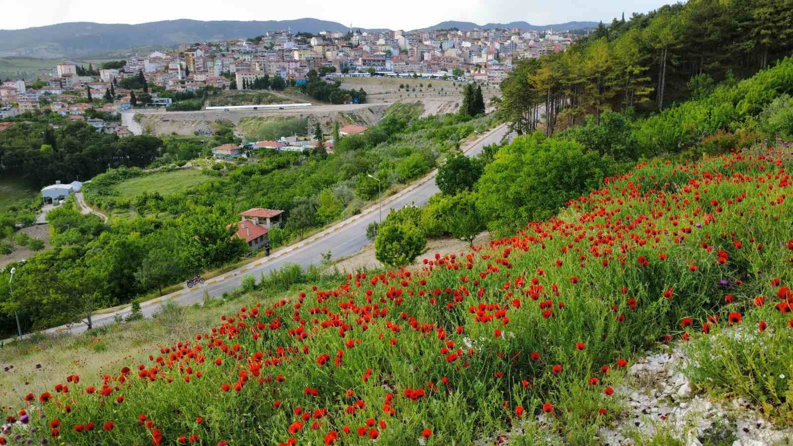 Demirci’de gelincik çiçeklerinden görsel şölen
