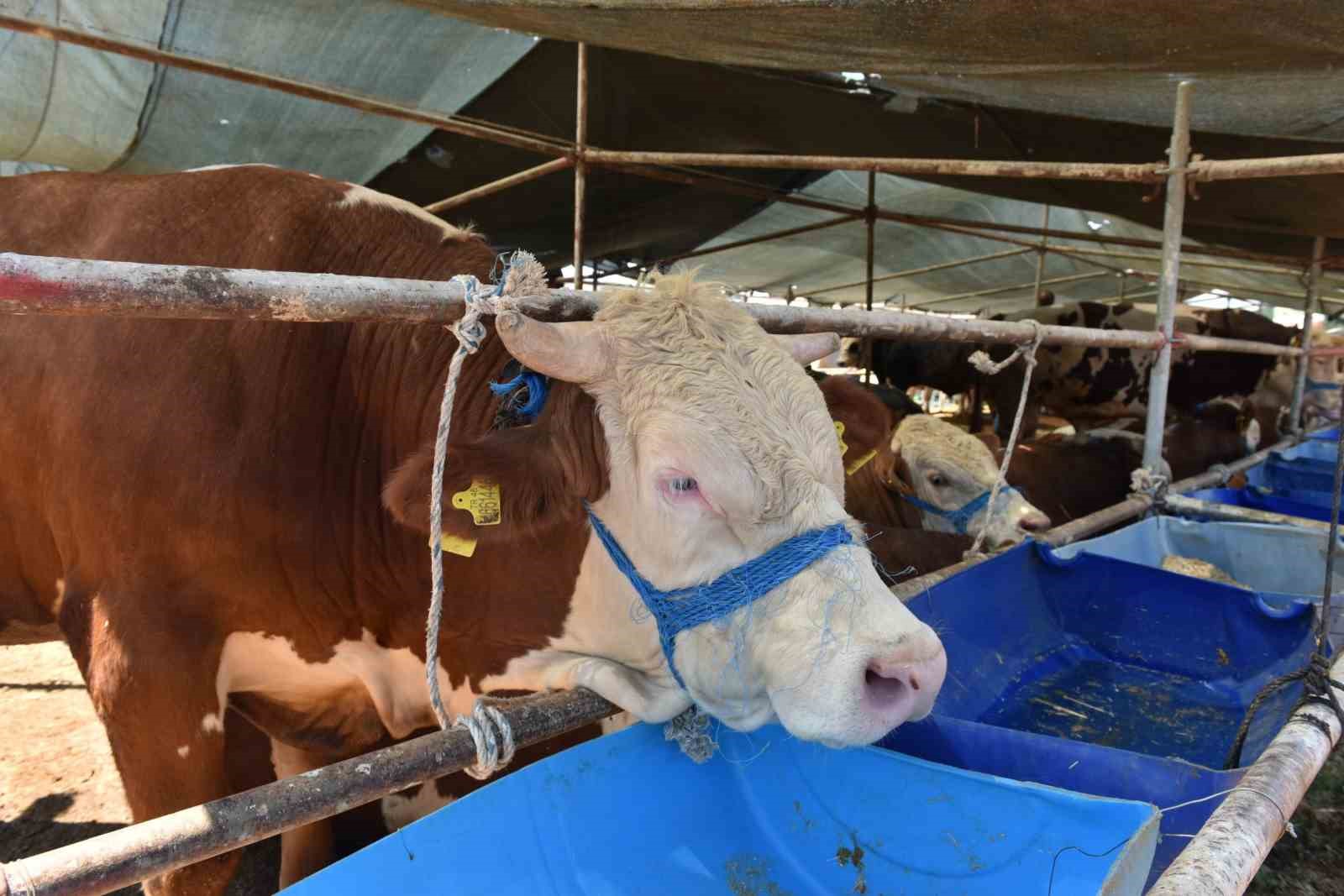 Kepez’de 2 noktada  canlı hayvan pazarı kuruldu