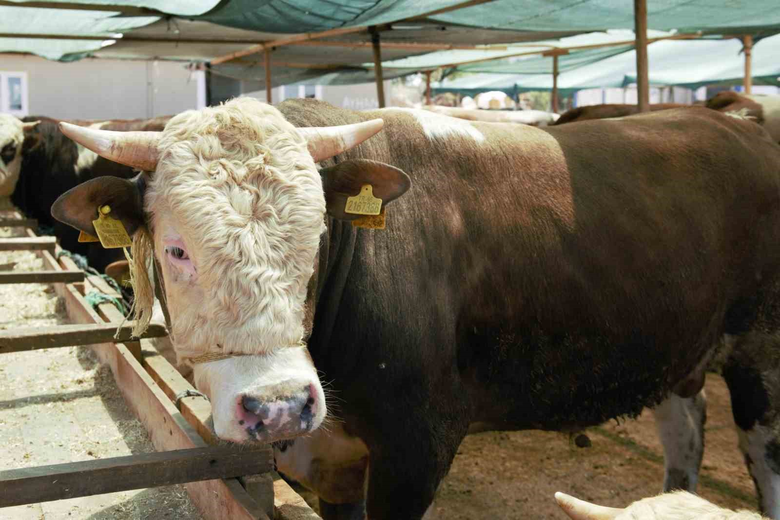 Kepez&rsquo;de 2 noktada  canlı hayvan pazarı kuruldu
