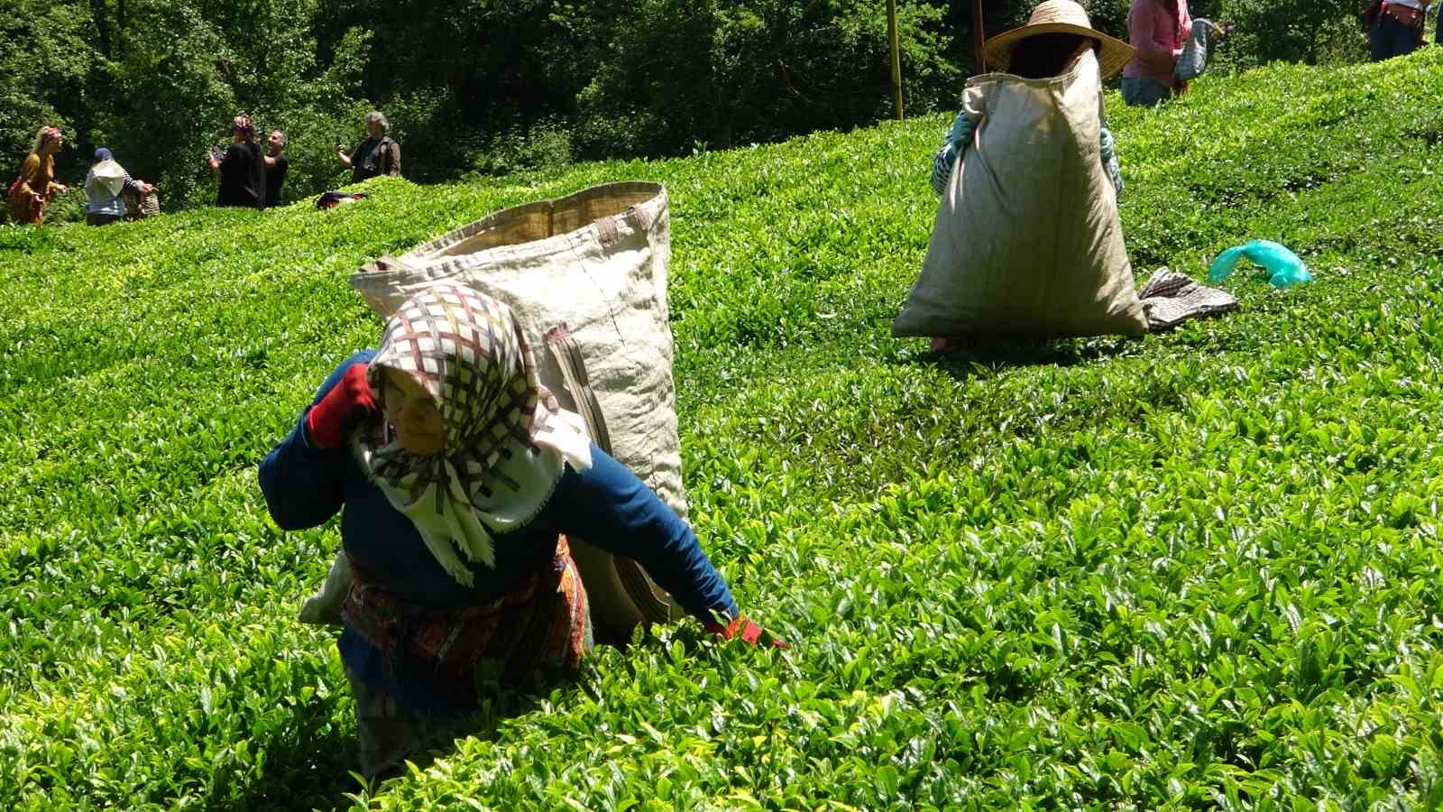 D&uuml;nyanın en kaliteli fındığının &uuml;retildiği Giresun&rsquo;da kemen&ccedil;e eşliğinde &ccedil;ay hasat şenliği yapıldı

