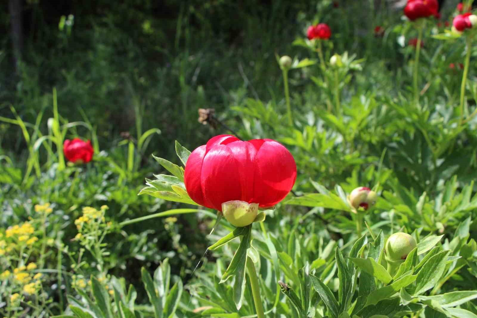 ’İtecik Lalesi’ni koparmanın cezası 550 bin TL