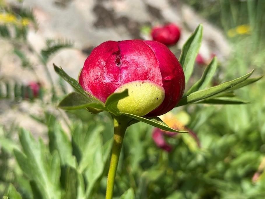 &rsquo;İtecik Lalesi&rsquo;ni koparmanın cezası 550 bin TL
