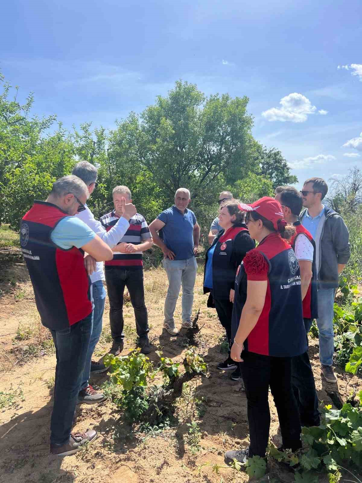 &Ccedil;anakkale&rsquo;de yaşanan don sonrası bağlarda saha tespit &ccedil;alışmaları yapıldı

