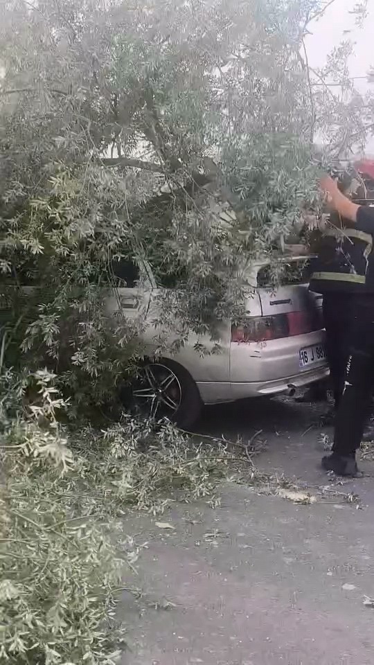 Kökünden sökülen ağaç otomobilin üzerine devrildi
