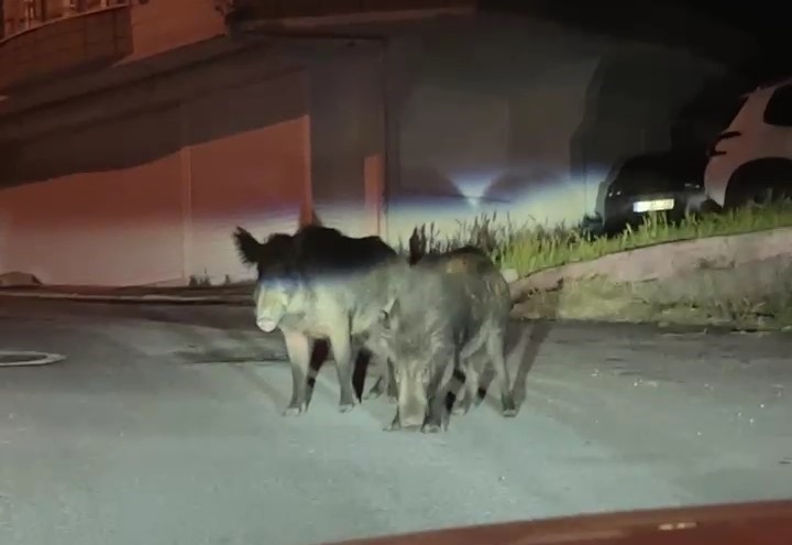 Ordu’da aç kalan yaban domuzları sokakları mesken tuttu