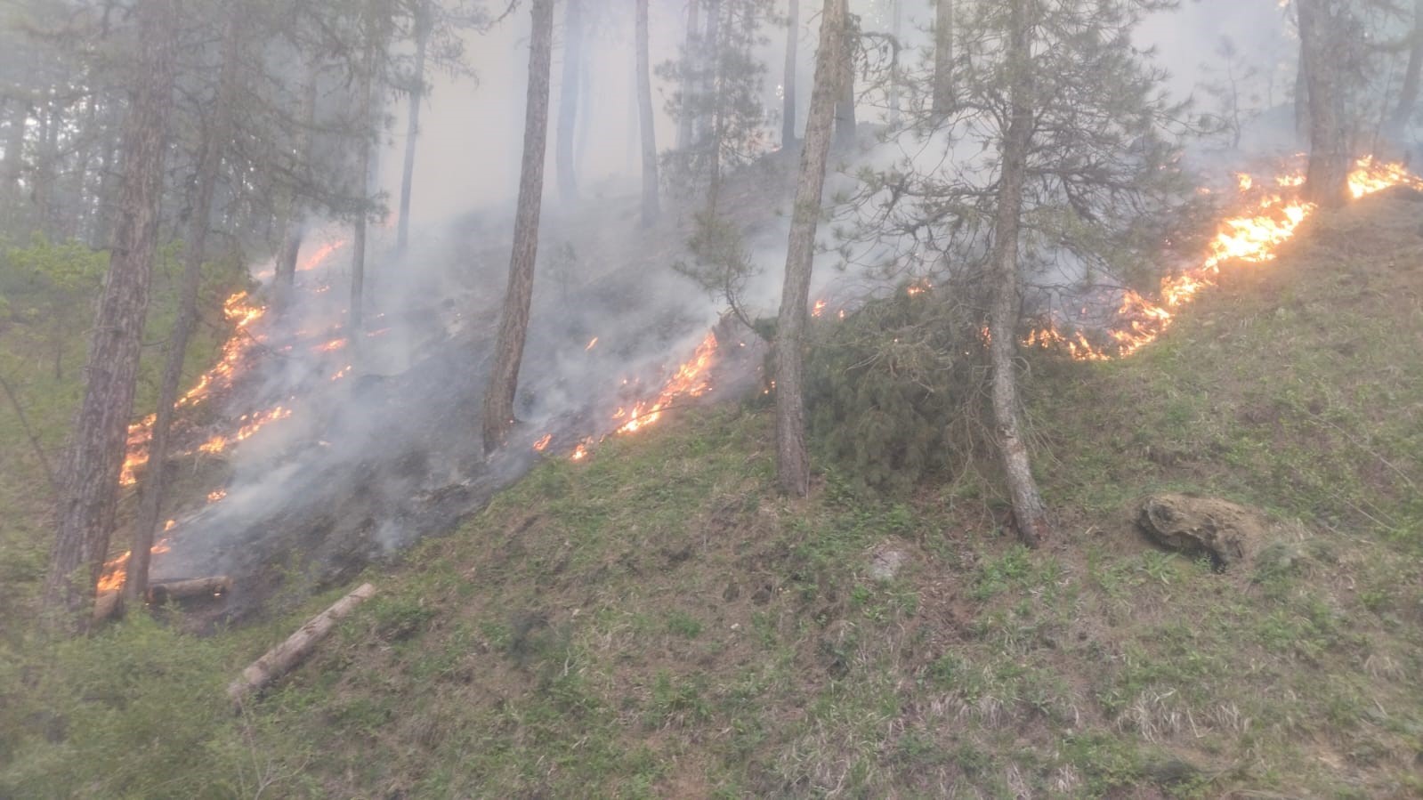 Afyonkarahisar’da orman yangını