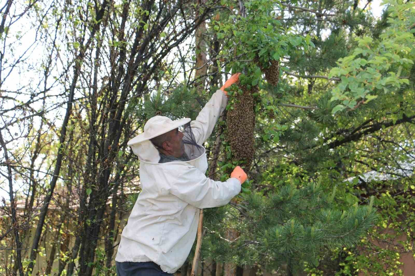 Arılar oğul veriyor