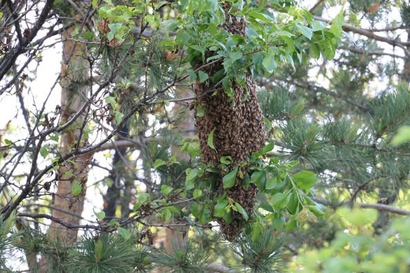 Arılar oğul veriyor
