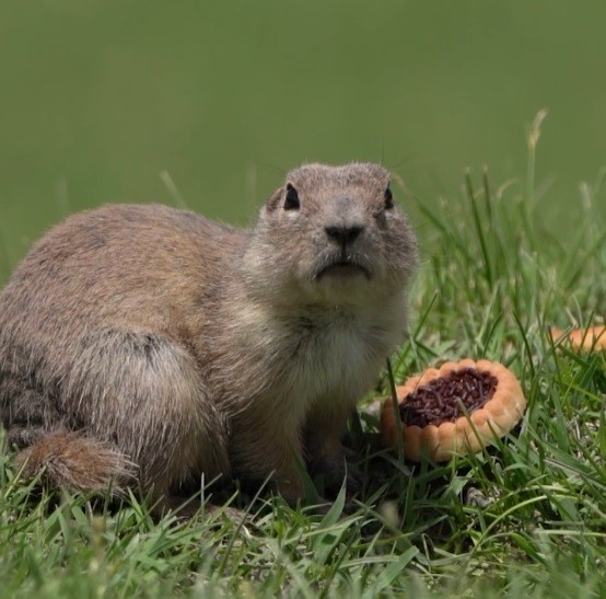 Yer sincabı bisküvi yerken görüntülendi