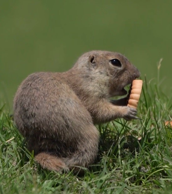 Yer sincabı bisk&uuml;vi yerken g&ouml;r&uuml;nt&uuml;lendi
