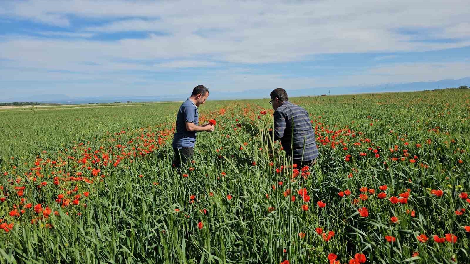 Adilcevaz’da tarlalar gelinciklerle süslendi