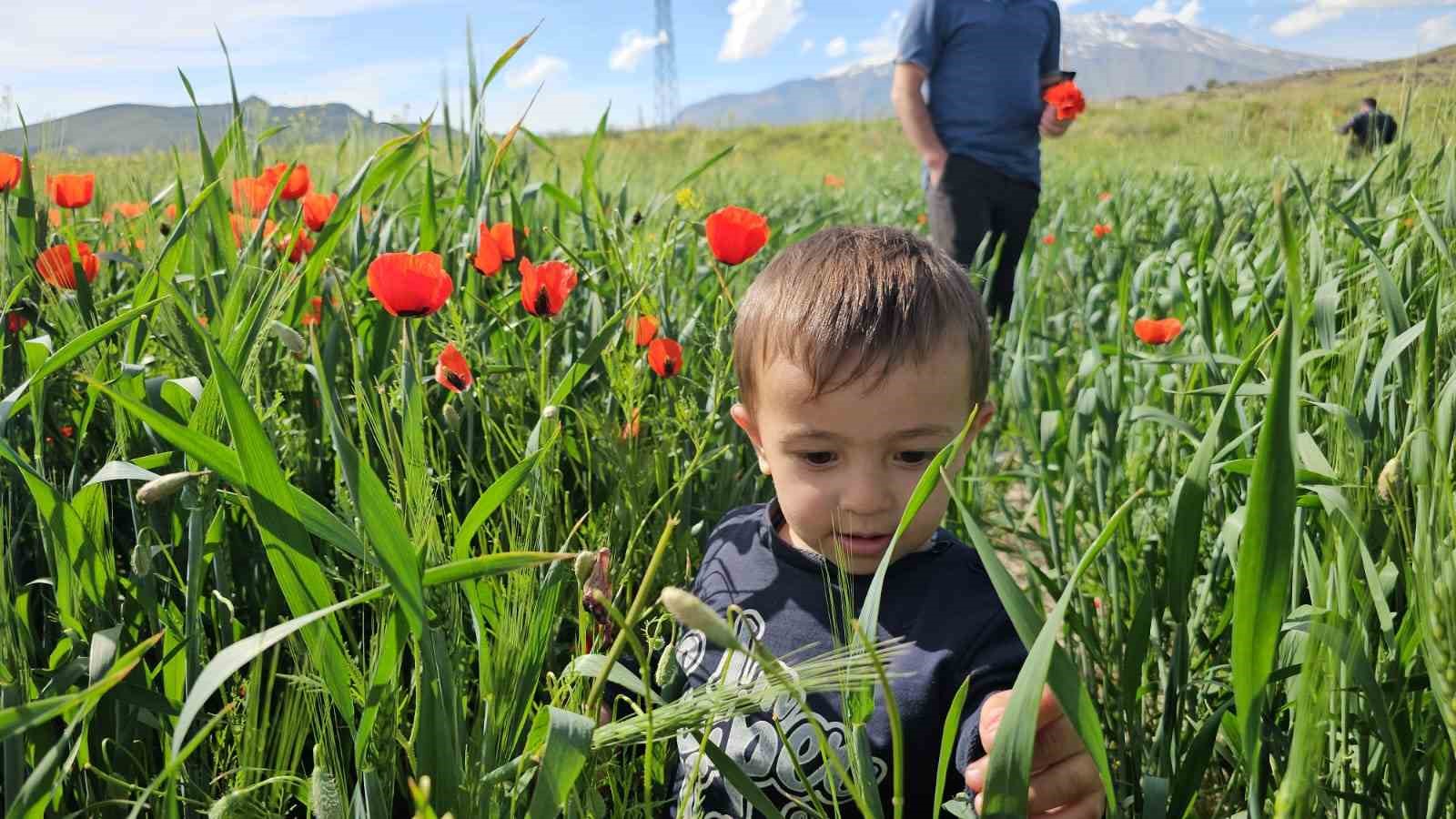 Adilcevaz&rsquo;da tarlalar gelinciklerle s&uuml;slendi
