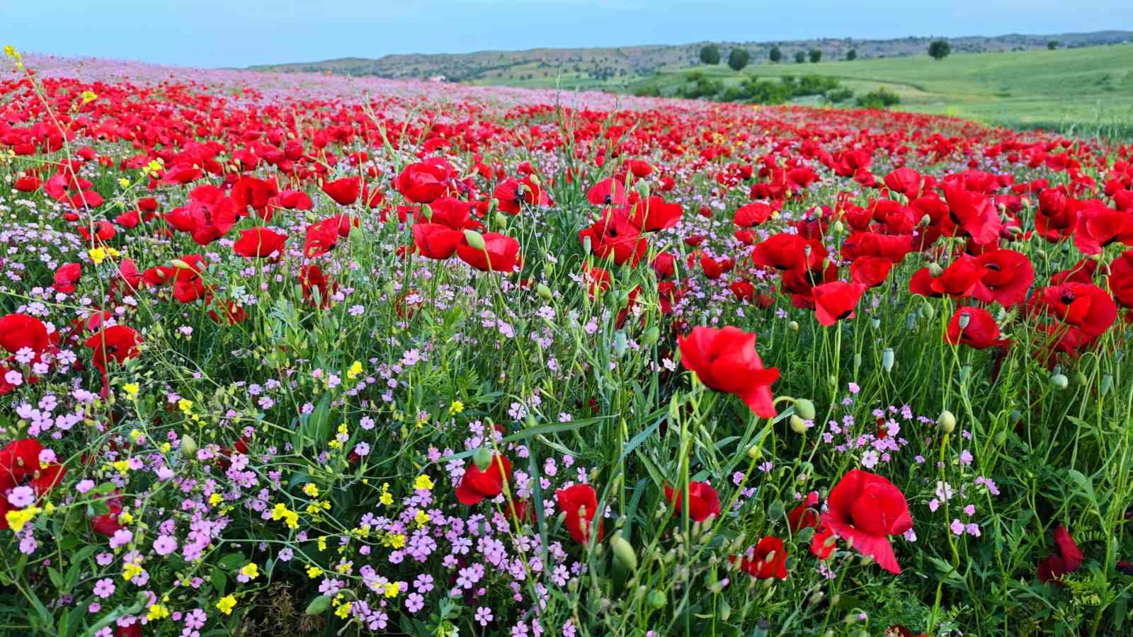 Batman’da gelincik ve papatyalar cümbüşü oluşturdu