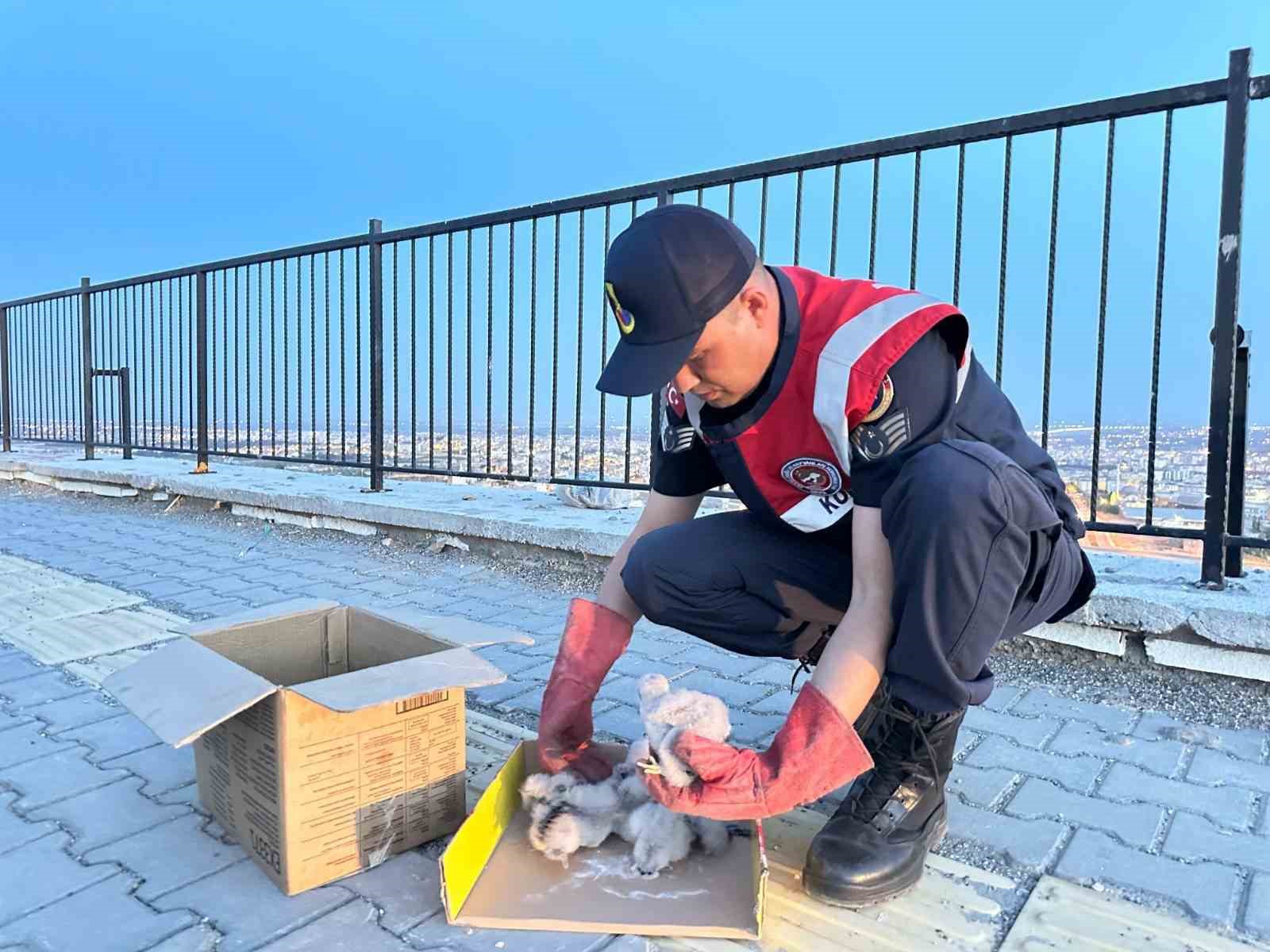Kilis’te 4 kartal yavrusu yol kenarında bulundu