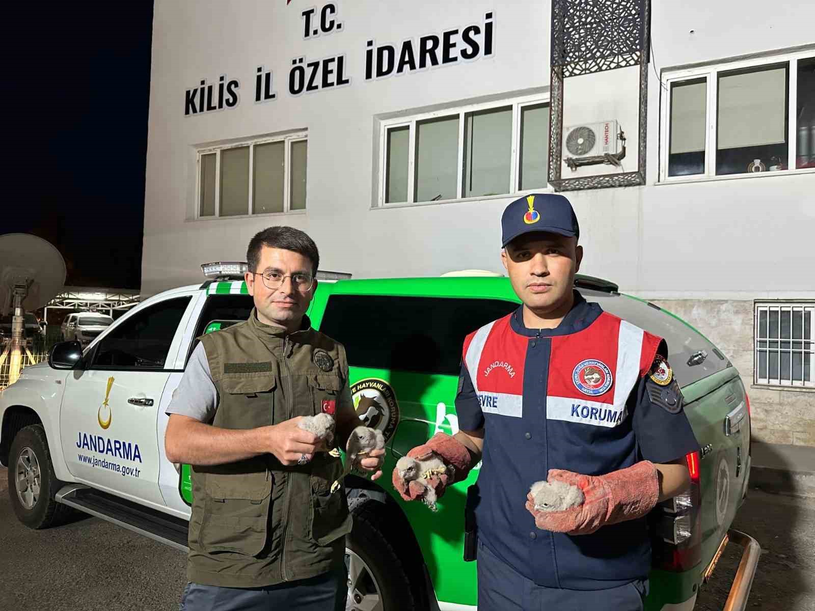 Kilis’te 4 kartal yavrusu yol kenarında bulundu
