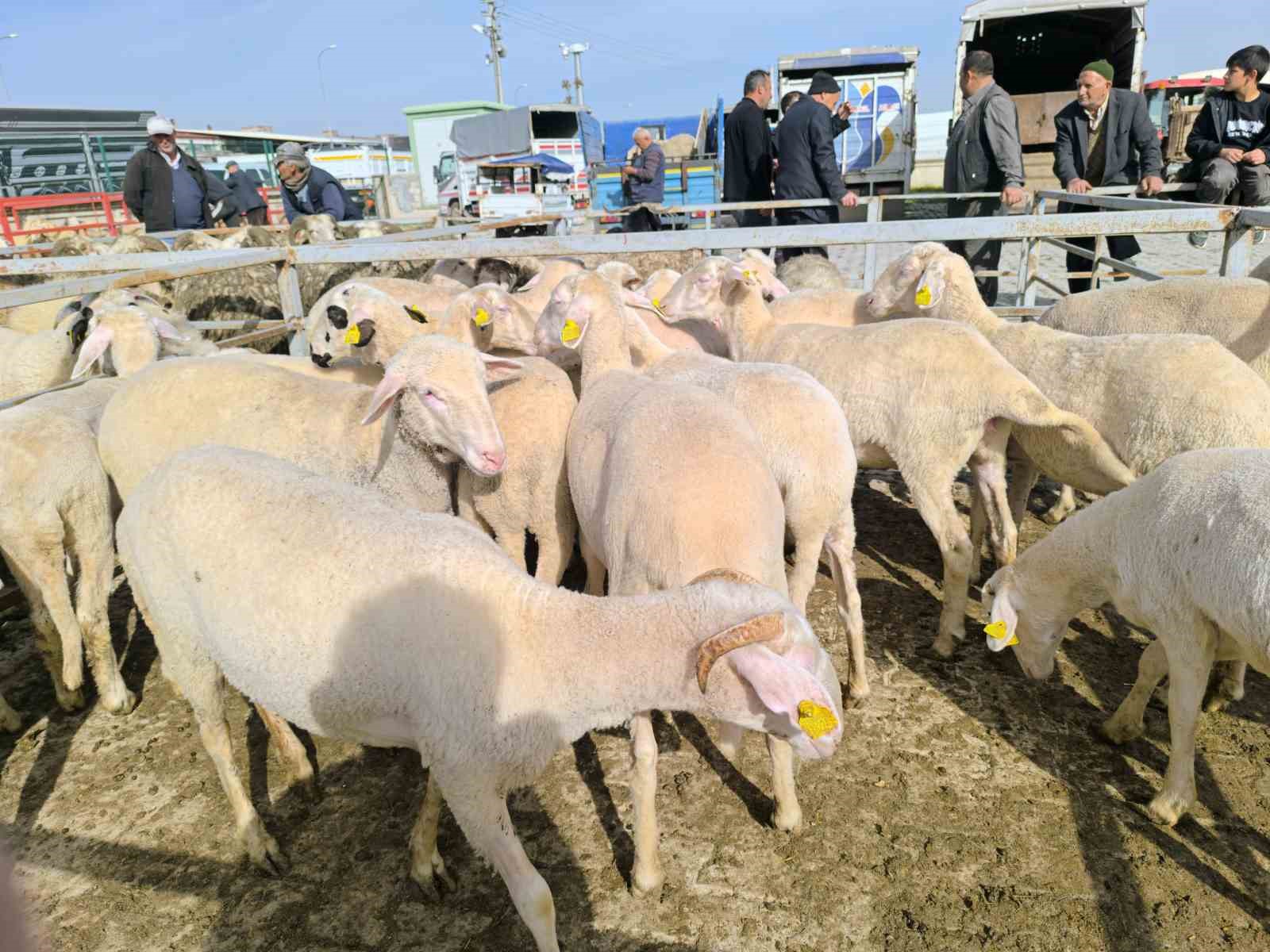 (&Ouml;ZEL) Bayrama sayılı g&uuml;nler kala k&uuml;&ccedil;&uuml;kbaş kurbanlıklarda pazarlıklar kızıştı
