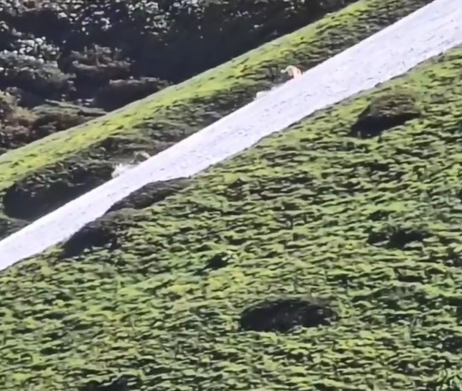 Artvin’de iki boz ayının kar üzerindeki eğlencesi görenleri gülümsetti
