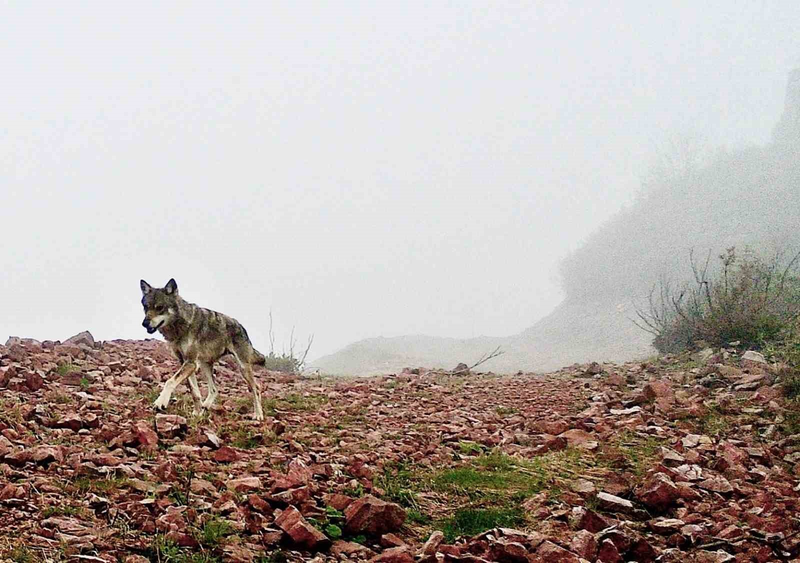 Ağasar’ın yaban hayatı fotokapana yansıdı
