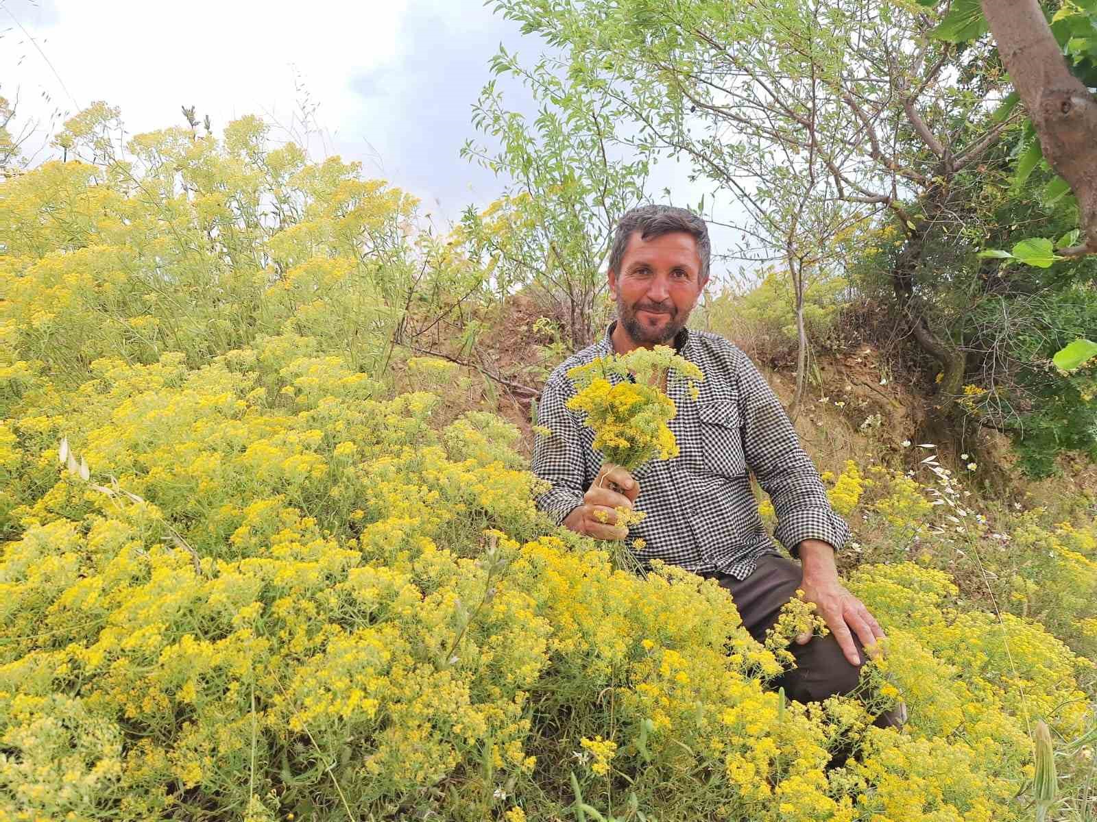 Köy usulü kantaron yağına yoğun ilgi