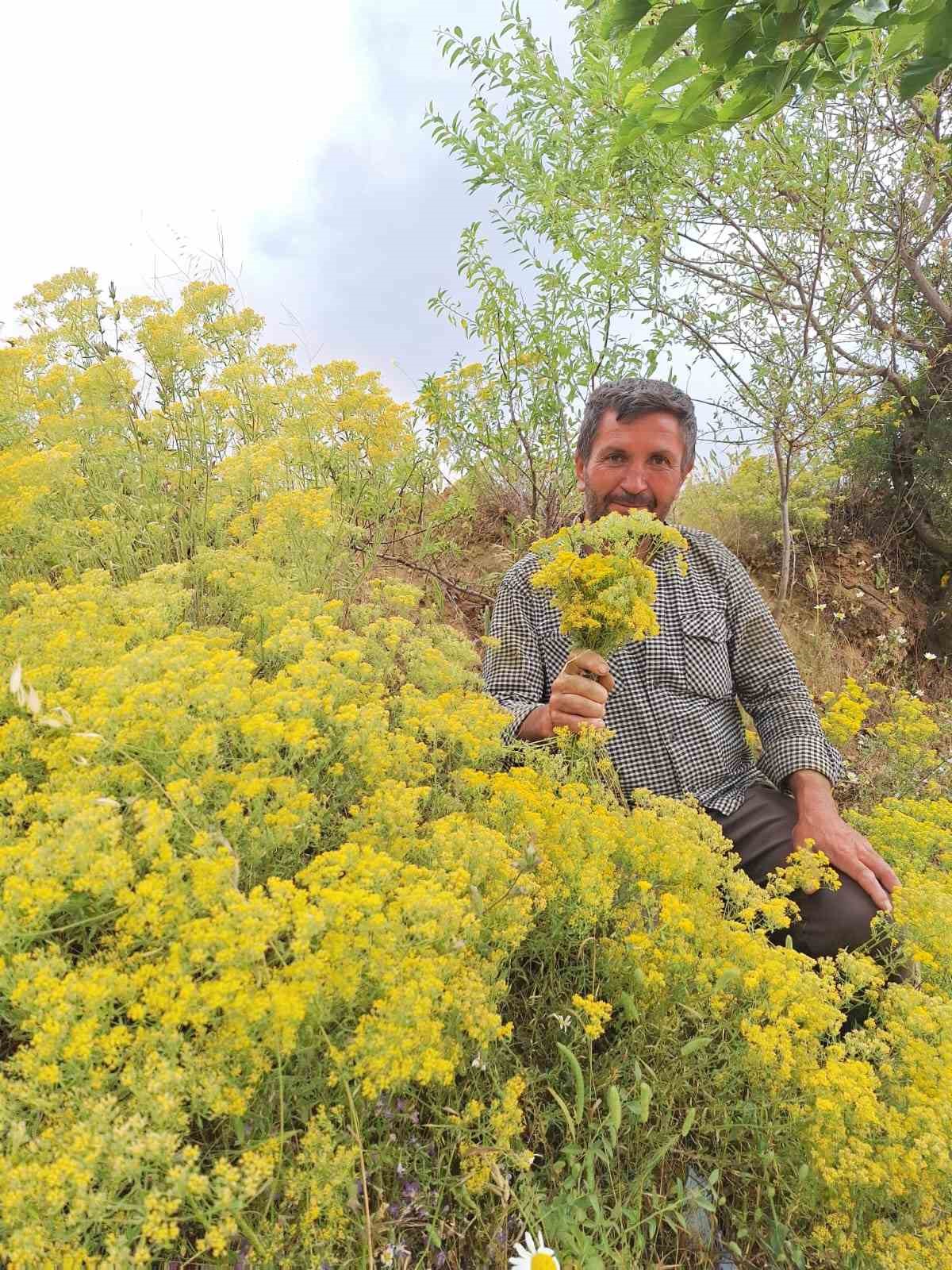 K&ouml;y usul&uuml; kantaron yağına yoğun ilgi
