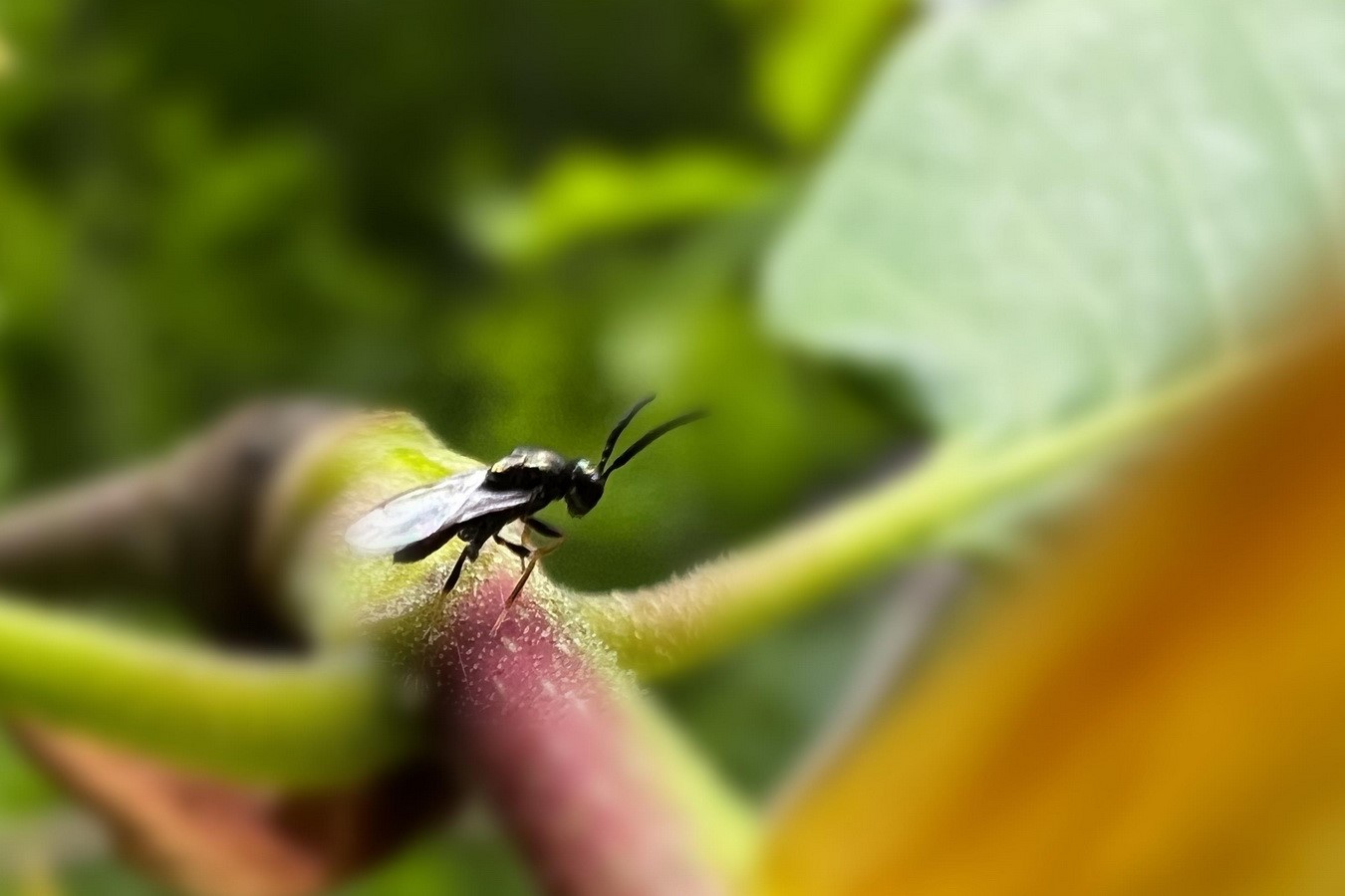 4 bin adet savaş&ccedil;ı b&ouml;cek salındı

