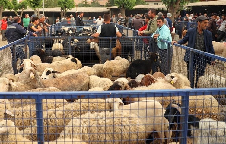 Muğla&rsquo;da kurban kesim &uuml;cretleri belli oldu
