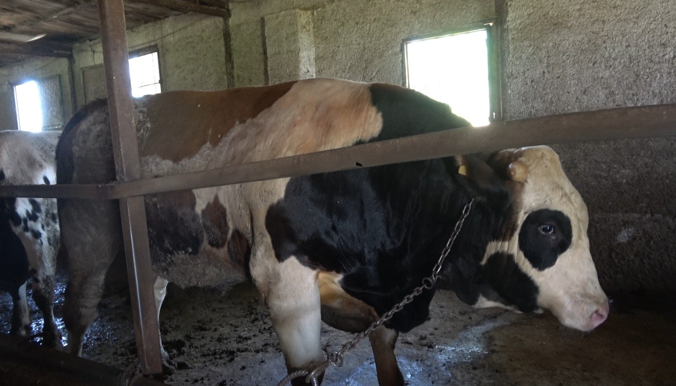 Kurbanlık alırken k&uuml;pe ve ağırlık uyarısı
