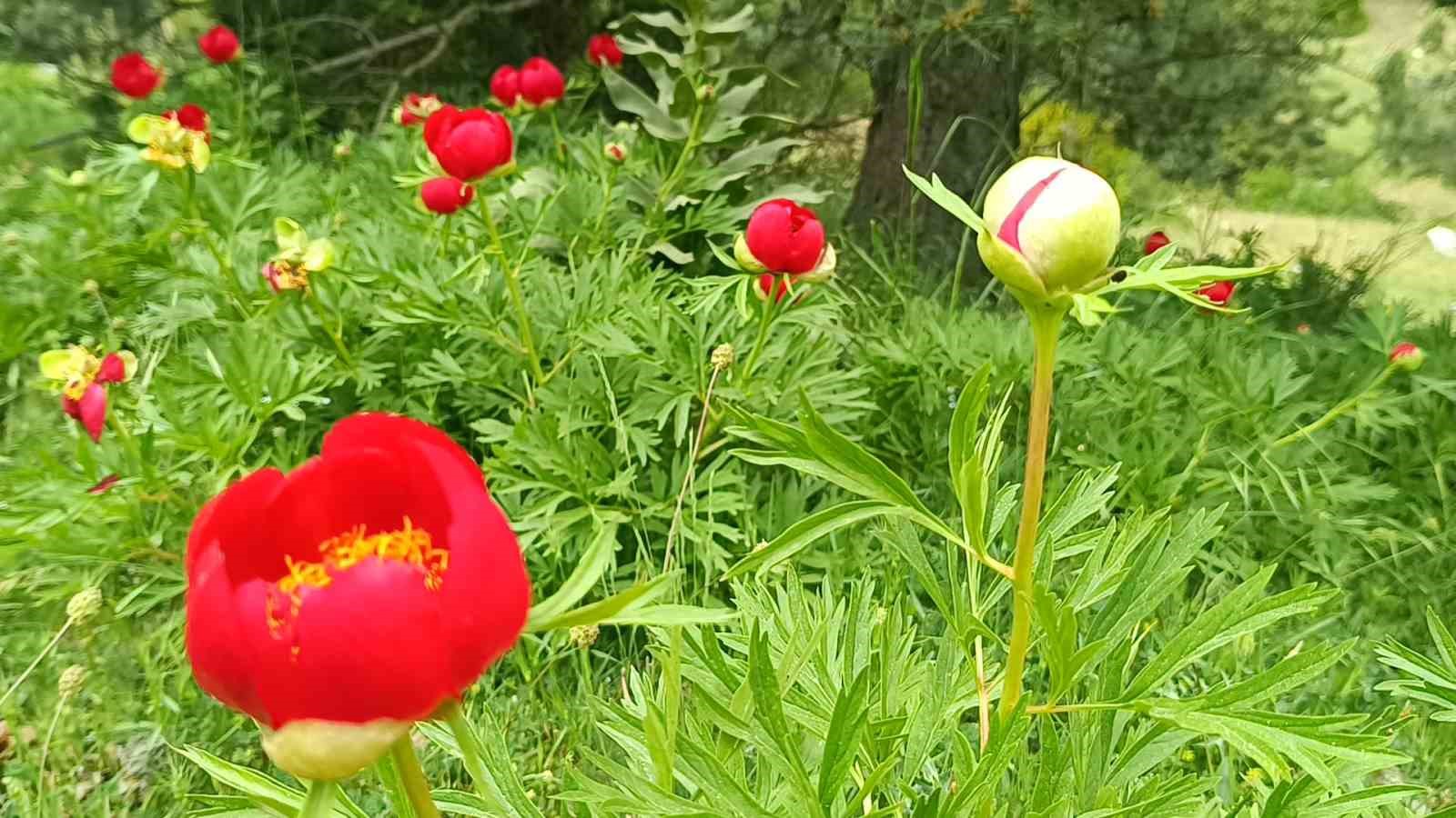 Spil’de şakayıklar açtı: Koparmanın cezası 557 bin 212 TL