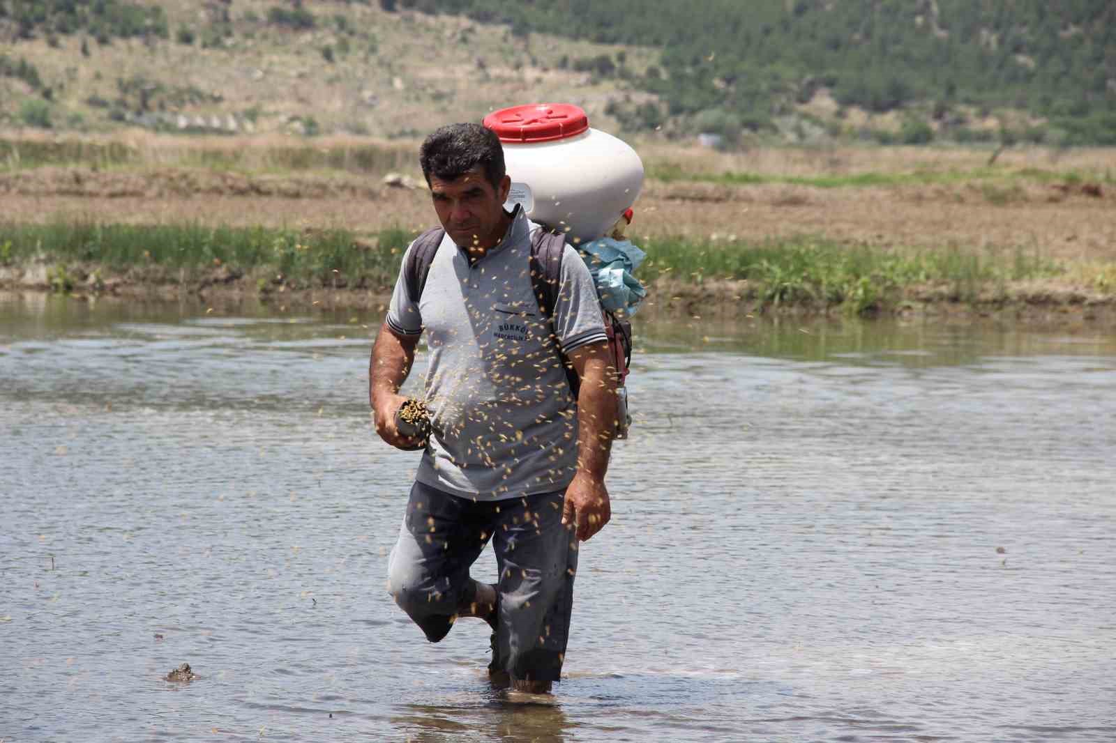 Osmancık pirincinde üretim sezonu başladı: Tarlalar çeltikle buluşturuldu