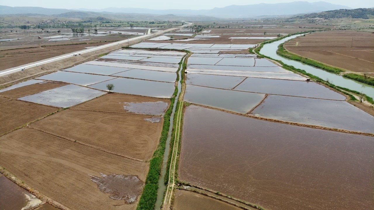 Osmancık pirincinde &uuml;retim sezonu başladı: Tarlalar &ccedil;eltikle buluşturuldu

