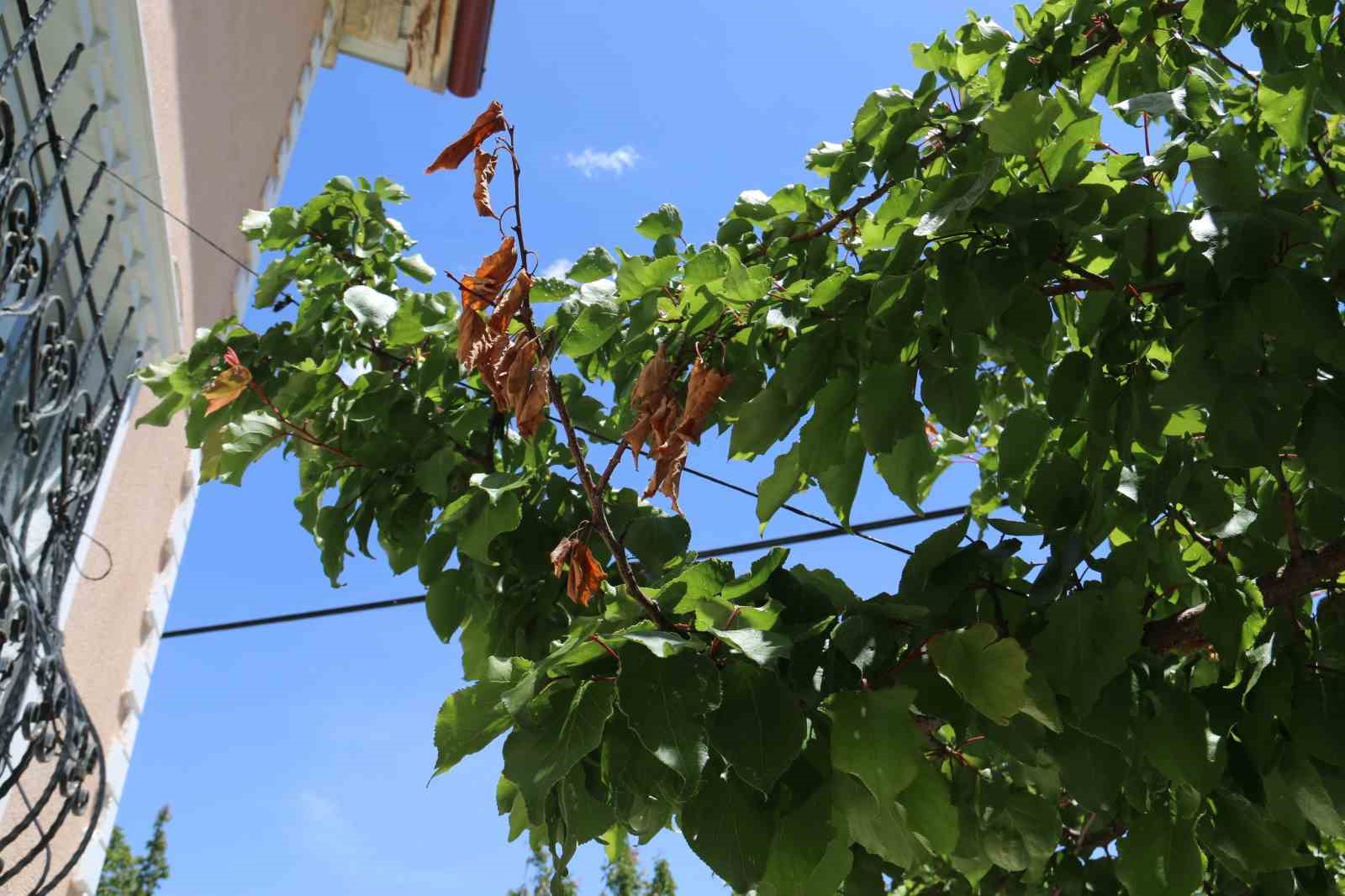 Don sonrası 15 bin ağa&ccedil; tek bir kayısı vermedi
