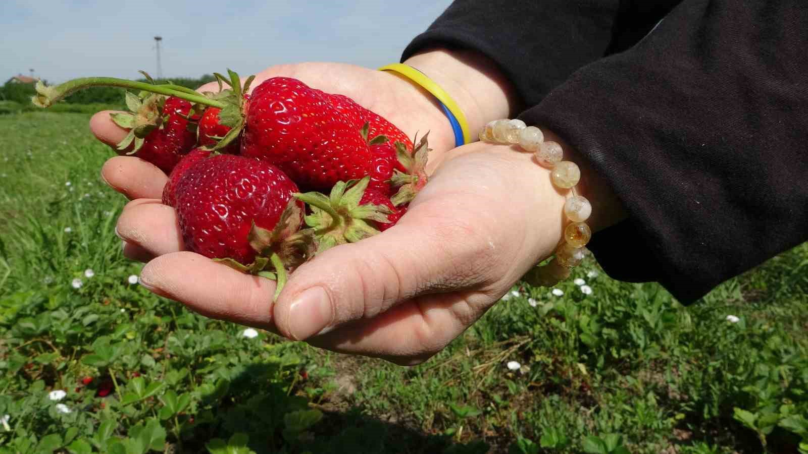 Malatya’da zirai donun ardından ilk hasat çilekten geldi